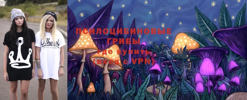 omg вход  Плавск  Псилоцибиновые грибы Cubensis 